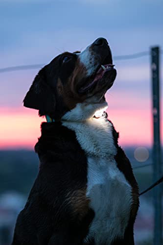 Max & Molly LED Dog Collar Light - USB Rechargeable Safety Light for Night Walking, Running, Hiking - color: Blue