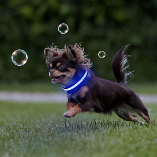 Flashseen LED Dog Collar, Light Up Dog Collar USB Rechargeable, Blue, XS - color: Blue, size: X-Small