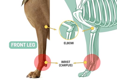 Dog Brace Front Leg Wrist Support, Canine Dog Carpal Brace Splint, Prevents Injuries and Sprains, Protects Carpus Joint Wounds Heals, Helps with Loss of Stability Caused by Arthritis - size: L/XL (Pair)