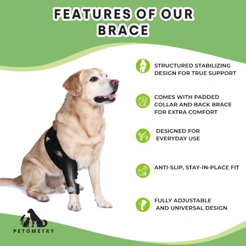 Universal Dog Knee Brace with Hot/Cold Therapy Pack, Adjustable, Breathable, Extra Comfortable Collar with Stabilising Back Brace (Large) - size: Large