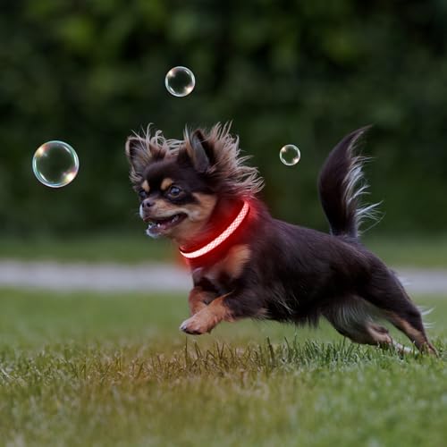 Flashseen LED Dog Collar, Light Up Dog Collar USB Rechargeable, Red, XS - color: Red, size: X-Small