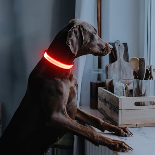 Illumifun Light Up Dog Collar - USB Rechargeable LED Dog Collar Glow in the Dark, Adjustable Pet Collar Light for Night Walking (Red, Medium) - color: Red, size: Medium