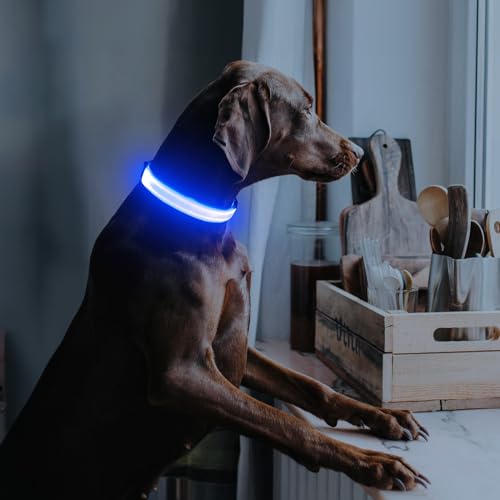 Illumifun LED Dog Collar, USB-C Rechargeable Light Up Dog Collar, Adjustable Pet Safety Light Glow in the Dark (Blue, Medium) - color: Blue, size: Medium