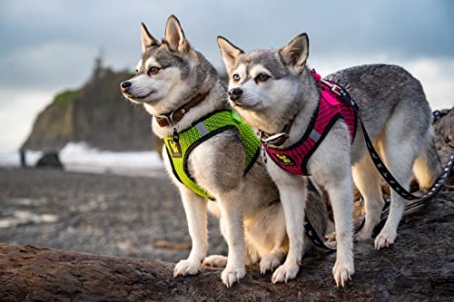 EcoBark Teacup Dog Harness, Soft Toy Breed Step in Vest Body Halter, XXXS - color: Fuchsia Pink Sport, size: XXXS- 2 to 3 lbs- Chest up to 10 in (Pack of 1)