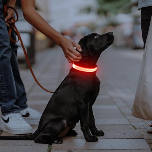 Illumifun LED Dog Collar - Adjustable Light Up Dog Collar - USB-C Rechargeable Pet Safety Light for Walking at Night (Red, Small) - color: Red, size: Small