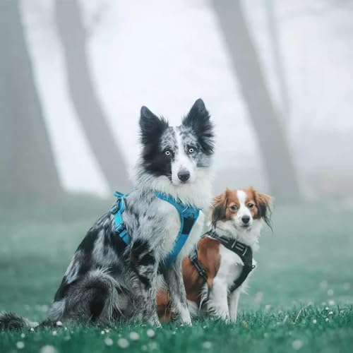 TRUE LOVE Adjustable No-Pull Dog Harness Reflective Vest, Blue, XS - color: Blue, size: XS
