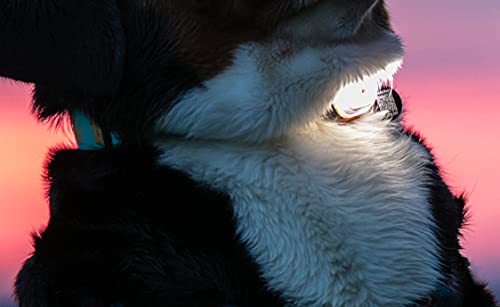 Max & Molly Rechargeable LED Dog Collar Light - Waterproof Silicone Safety Light for Night Walking, Running, Biking - color: Black