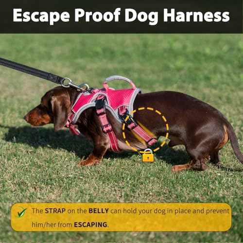 Huntboo Escape Proof Dog Harness, Dachshund Harness, Reflective Dog Harness with Handle, Durable,Adjustable Vest for Small Medium Large Dogs Walking, Training, and Running Gear (Rose red,M) - color: Rose red, size: Medium(Pack of 1)