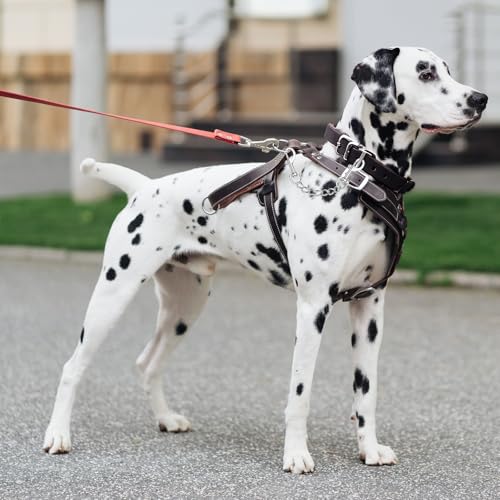YUEPET 2 Pack 8.3 in Dog Collar Safety Clips, Stainless Steel Backup Clip - color: Stainless Steel*2