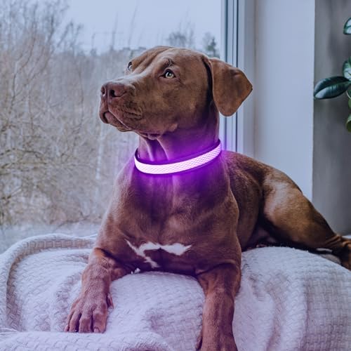 Flashseen LED Light Up Dog Collar, USB Rechargeable, Purple, M - color: Purple, size: Medium