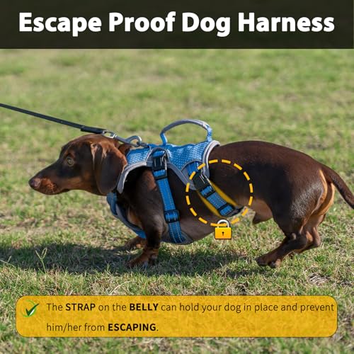 Huntboo Escape Proof Dog Harness, Dachshund Harness, Reflective Dog Harness with Handle, Durable,Adjustable Vest for Small Medium Large Dogs Walking, Training, and Running Gear (Sea Blue,S) - color: Sea Blue, size: Small(Pack of 1)