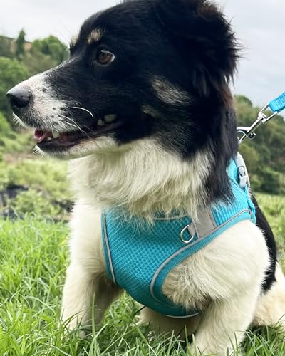 Dog Harness for Small Medium Sized Dog, Step in Puppy Harness and Leash Set Training Walking. (Blue, S) - color: Blue, size: Small