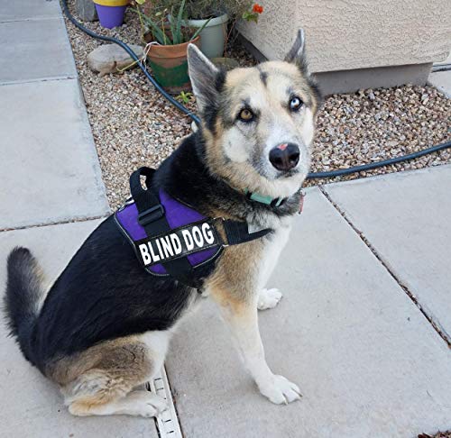 Doggie Stylz Blind Dog Harness, No Pull, Adjustable - color: Purple, size: Girth 12-16"