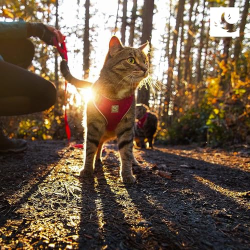 RC Pets Adventure Kitty Harness Includes Adjustable, Airmesh Fabric, 6' Leash and D-Ring Cat Walking Harness | Maldives, Medium - color: Maldives, size: Medium