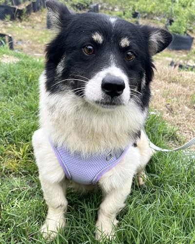 Dog Harness for Small Medium Sized Dog, Step in Puppy Harness and Leash Set Training Walking. (Purple, L) - color: Purple, size: Large