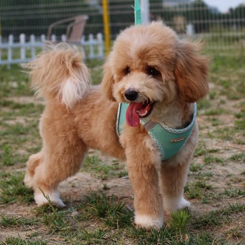 Dog Harness and Leash Set, Soft Breathable Mesh Doggy Vest, Adjustable No-Pull Chest Harness with Reflective Trim, Walking Set for Small & Medium Size Pet & Mini Poodle Puppy, L Size Green - color: GREEN, size: L