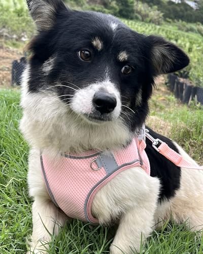 Dog Harness for Small Medium Sized Dog, Step in Puppy Harness and Leash Set Training Walking. (Peach, M) - color: Peach, size: Medium