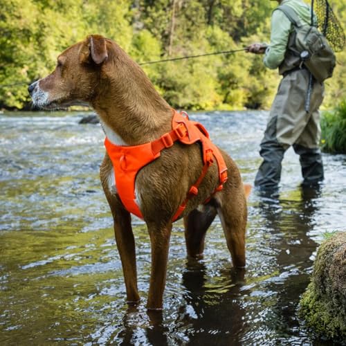 Ruffwear, Web Master Dog Body Harness, Basalt Gray, Medium - color: Basalt Gray, size: Medium