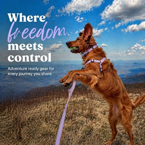 ShawnCo Dream Walk Pro No-Pull Dog Harness (Olive Green, Small) - color: Olive Green, size: Small