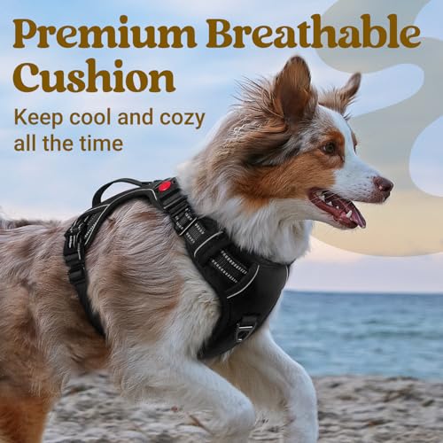 rabbitgoo Large Dog Harness, Easy Wear with 3 Buckles and Lift Handle - color: Black, size: Small
