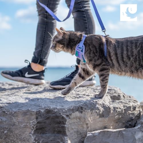 RC Pets Adventure Kitty Cat Harness | Adjustable Airmesh Vest with D-Ring and 6ft Leash for Walking and Travel | Teal, Small - color: Teal, size: Small
