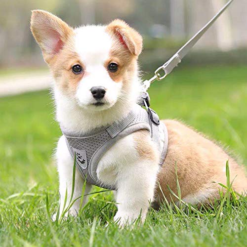 FEimaX Dog Harness and Leash Set for Walking, Soft Mesh Adjustable Easy Control Lightweight Cat Vest Harnesses with Reflective Strips, Escape Proof Small Dogs Cats Vests (Grey, Medium) - color: Grey, size: Medium