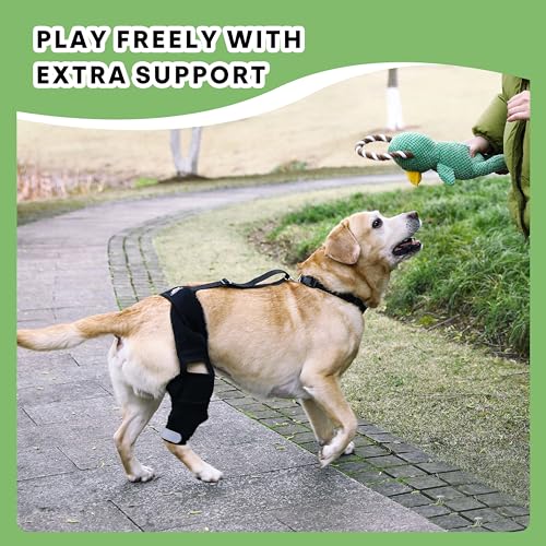 Universal Dog Knee Brace with Hot/Cold Therapy Pack, Adjustable, Breathable, Extra Comfortable Collar with Stabilising Back Brace (Small) - size: Small