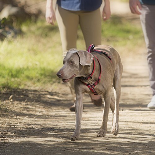 Halti Dog Walking Harness | Size L, Red | Ideal for Puppy Walks - color: Red, size: Large