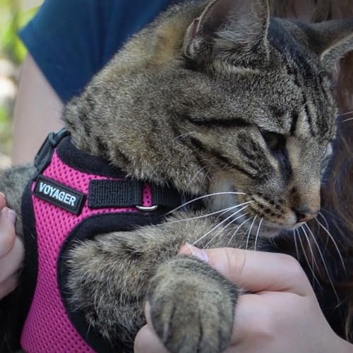 Voyager Escape-Proof Step-in Harness & Leash - Fuchsia/Black Trim, XXXS - color: Fuchsia/Black Trim, size: XXXS (Chest: 10.5 - 13")