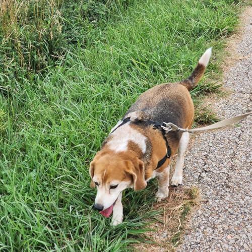 Dog Harness No Pull Outdoor Pet Harness Thickened Adjustable Chest Vest Escape Proof Heavy Duty Walking Dog Harness Reflective Control Hiking - color: Black, size: Large