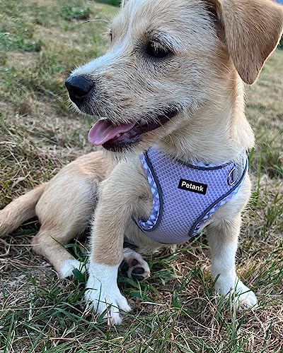 Petank Step in Dog Harness No Pull and Leash for Small Medium Dogs Cats. - color: Purple, size: XXS