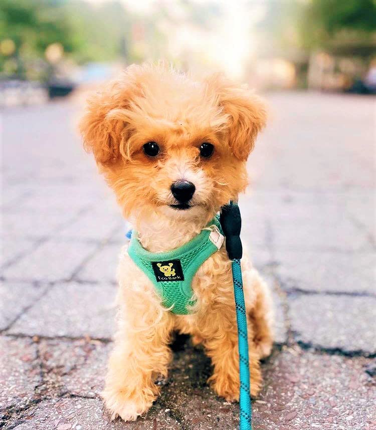 EcoBark Teacup Dog Harness, Soft Step in Puppy Vest, XXXS, Under 5 Lbs - color: Mint Turquoise, size: XXXS- 2 to 3 lbs- Chest up to 10 in (Pack of 1)