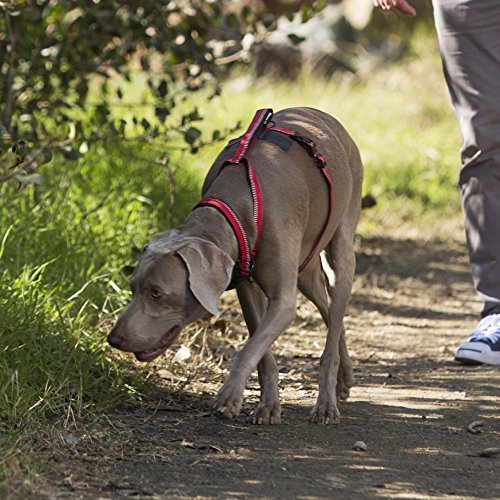 Halti Dog Walking Harness | Size M, Purple | Ideal for Puppy Walks - color: Purple, size: Medium