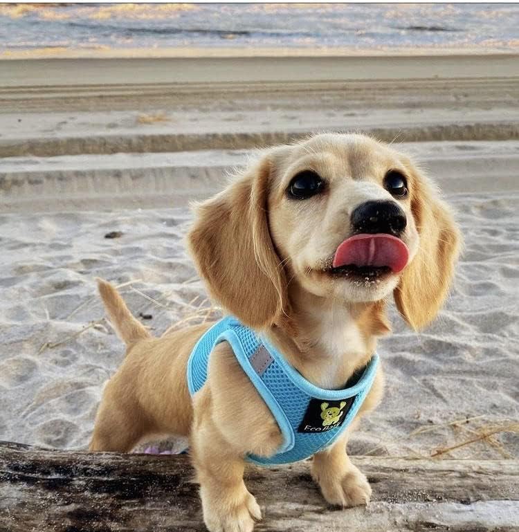 EcoBark Teacup Dog Harness, Soft Step in Vest for Puppy & Tiny Dogs - color: Sky Blue, size: XXXS- 2 to 3 lbs- Chest up to 10 in (Pack of 1)